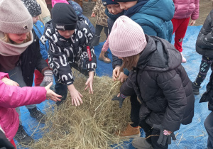 Dzieci bawią się przy sianie- bedą tworzyć Marzannę