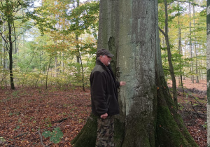 Pan Leśnik pokazuje okaz przyrody- pomnik drzewa- Buk.