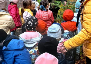 Dzieci stoją w grupach i oglądają rośliny znajdujące się w lesie.