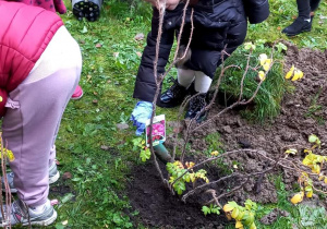 Laura podsypuje ziemią posadzoną róże